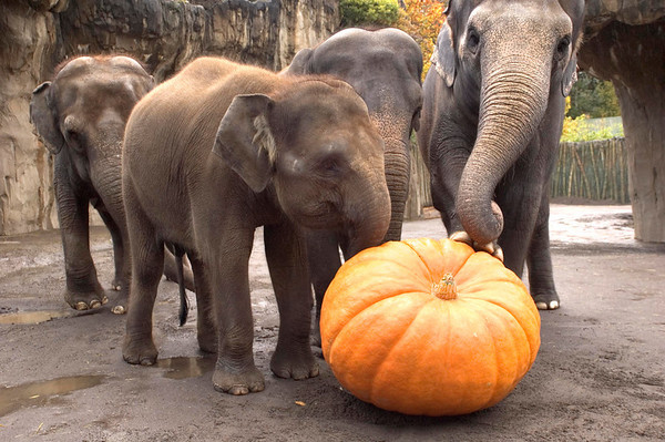 Les éléphants vous souhaitent un Bon Halloween 2015 !