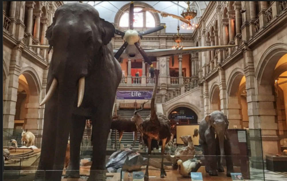 elephant-musee